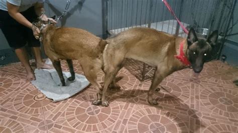 There are 4 breeds which fall into the belgian shepherd category. QUALITY AGGRESSIVE STUD DARK SABLE BELGIAN MALINOIS ...