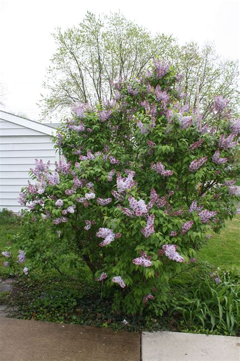 Lilac Ever Blooming Middle Garden Lilac Bushes Plants Landscape