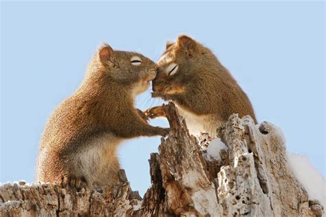 20 Adorable Couples That Prove Love Exists In The Animal Kingdom Too