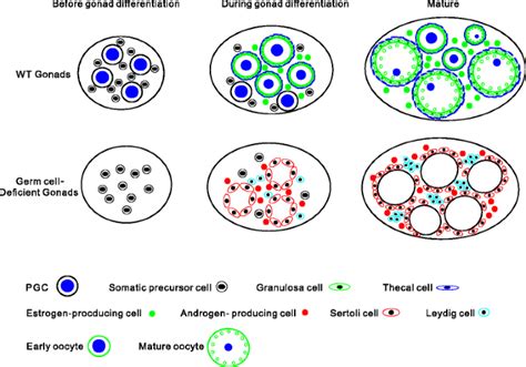 Complete Depletion Of Primordial Germ Cells In An All Female Fish Leads