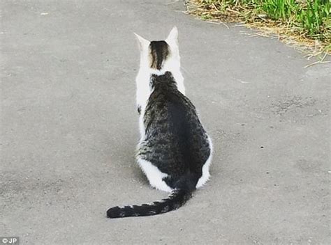 Cat Looks Like Its Got Another Moggy On Its Back Daily