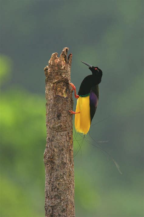 A Male Twelve Wired Bird Of Paradise Photograph By Tim Laman