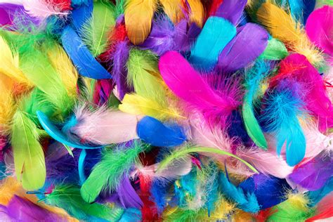 Colored Feathers Stock Photos Motion Array