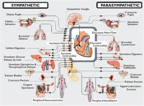 Dysautonomia International Autonomic Nervous System Dysautonomia