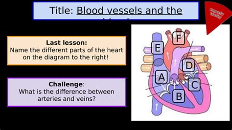 Blood Vessels Gcse Teaching Resources