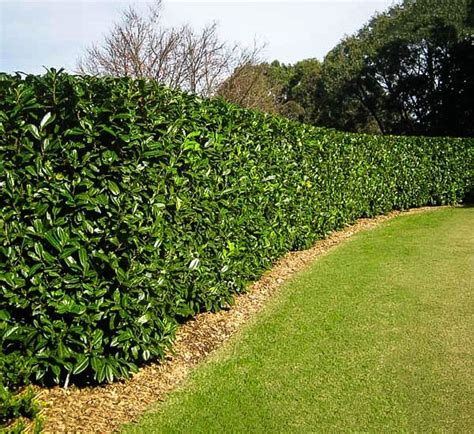 English Cherry Laurel For Sale Online The Tree Center™