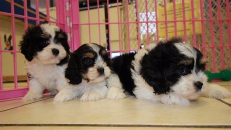 Adorable Tri Color Cavachon Puppies For Sale Georgia Local Breeders At