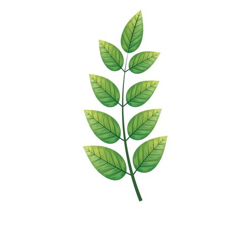 Botanical Green Leaves Herbs And Branch On White Background 5164722