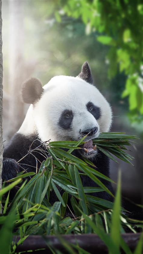 Giant Pandas Wallpapers Free Pictures On Greepx