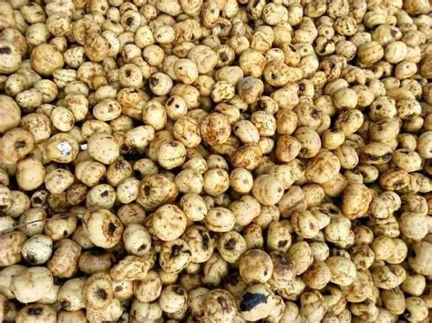 Cost Of Tiger Nuts Per Ton In Nigeria Beta Prices