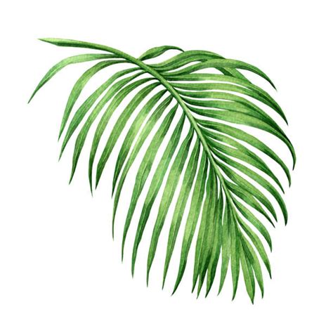 Choose from over a million free vectors, clipart graphics, vector art images, design templates, and illustrations created by artists worldwide! Palm Leaf Clip Art, Vector Images & Illustrations - iStock