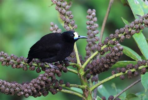 Papua New Guinea S Birds Of Paradise And Culture Naturetrek