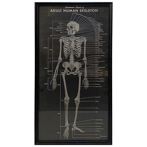 Human Skeleton Anatomy Chart Human Anatomy Poster Skeleton Anatomical