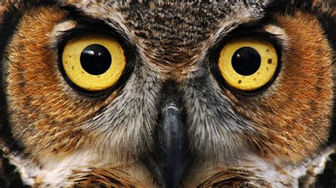 Owls Are Enigmatic Birds By Turns Mysterious Lovable Or Spooky