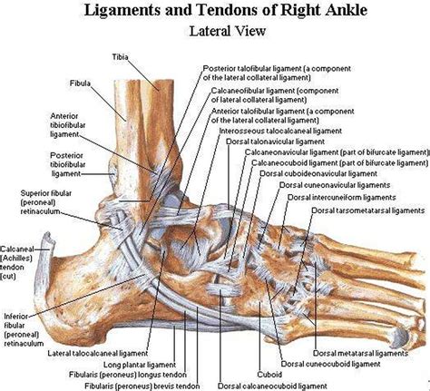 Fabian explaining the ligaments and tendons of the foot. Pictures Of Ankle Joint Ligaments