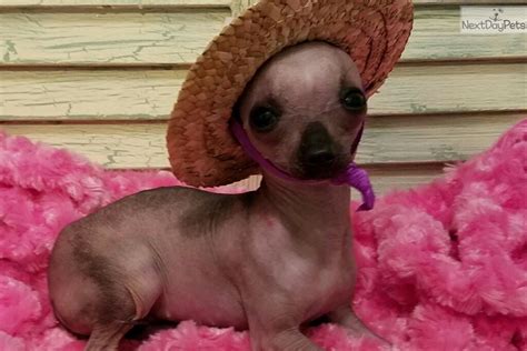Tiny Hairless Possum Chihuahua Puppies For Sale Chihuahua Chihuahua