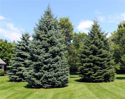 Why Are My Evergreen Trees Turning Brown 2023 Guide Growing Magazine