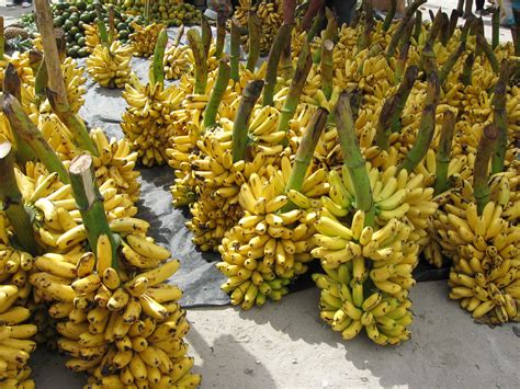 A Bushel Of Bananas For 25 Cents Nikki Brown Flickr