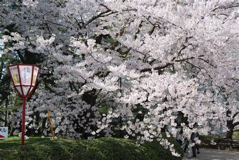 Cherry Blossom Tourism Makes Japans Economy Bloom Huffpost Life