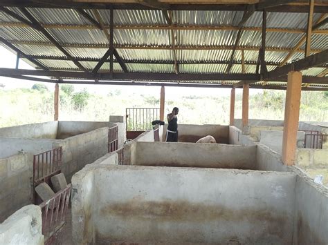 Pig Farming Pig Farming And Other Business Opportunities In