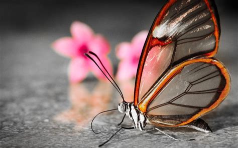 Glasswing Butterfly Hd Wallpaper Wallpaper Flare
