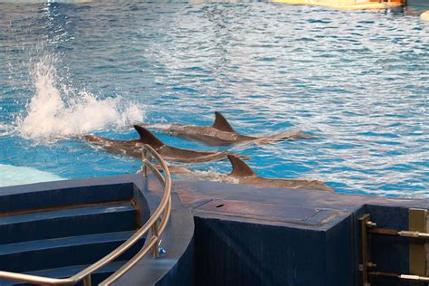 Dolphin Show National Aquarium In Baltimore Md 1212185 Photograph