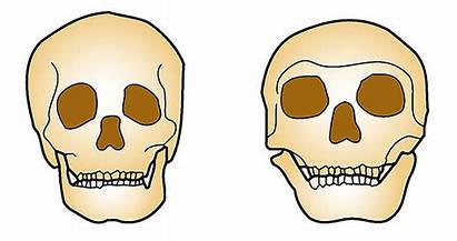 Neanderthals Humans Differences Neanderthal Homo Sapiens Oldest