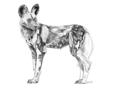 Wild Dog Sketch At Explore Collection Of Wild Dog