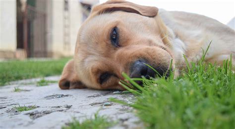 10 Dog Symptoms That You Should Never Ever Ignore
