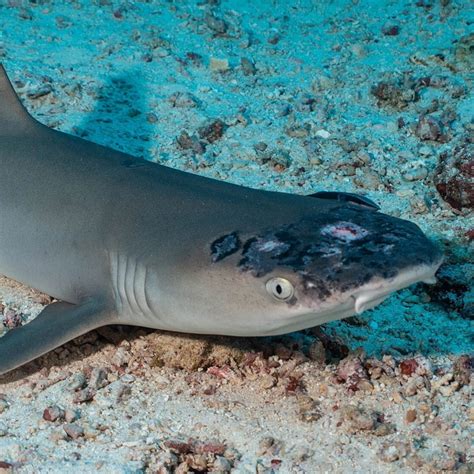 Malaysias Reef Sharks Suffer Mystery Skin Condition That May Be Linked