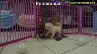 (mso > philipsburg mt) hide this posting restore. Pomeranian, Puppies, For, Sale, In, Billings, Montana, MT, Missoula, Great Falls, Bozeman - YouTube