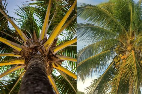 Can You Differentiate Between Coconut And Palm Trees