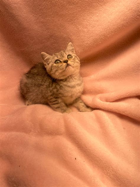 Purebred British Shorthair Male Kitten Ready Cats And Kittens For