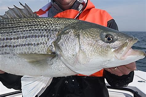 Striped Bass At The Asmfc 2020 Winter Meeting American Saltwater Guides Association