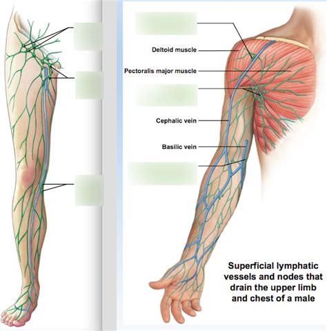 Ch23 Diagram Lymphatics Of The Upper Limbs Diagram Quizlet