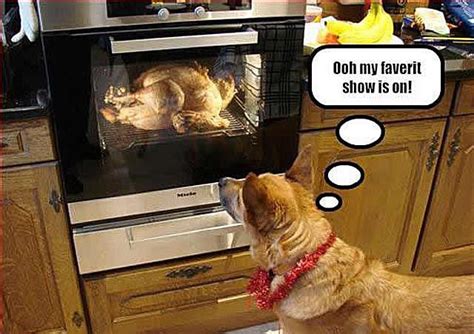 20 Funny Thanksgiving Day Photos Comics And Memes