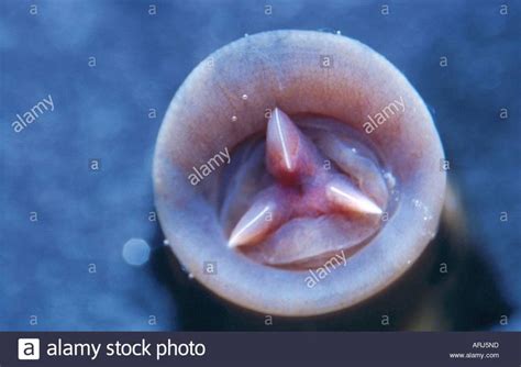 Image Result For Leech Mouth Leech Image Eldritch Horror