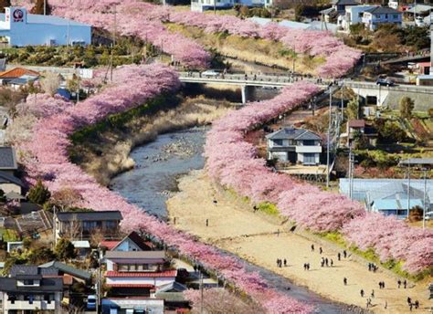 Cherry Blossoms In Shizuoka Japan