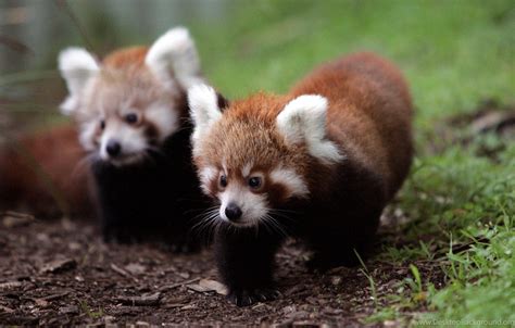 Cute Baby Red Pandas Wallpapers Top Những Hình Ảnh Đẹp