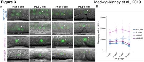 Expression Of Endogenously Tagged Pro Invasive Tfs In The Ac Over