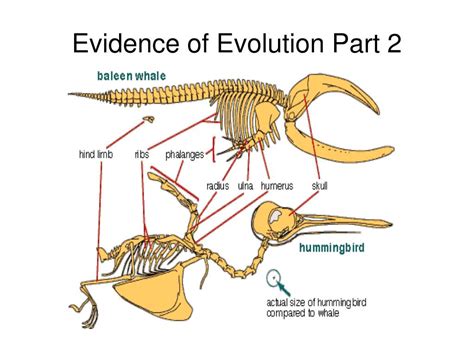 Ppt Evidence Of Evolution Part 2 Powerpoint Presentation Free