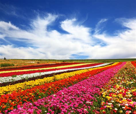 The Beautiful Multi Colored Flower Fields Stock Image Image Of Petal
