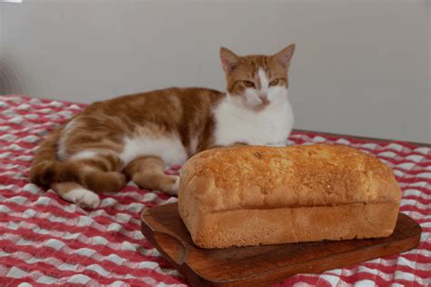Can Cats Eat Bread Top 10 Bread Facts To Keep Your Cat Safe Smart