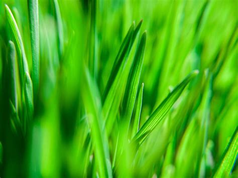 Artificial grass, artificial turf, synthetic turf, pet turf, dog grass, synthetic landscaping, putting greens. Synthetic Turf vs Natural Grass Fields | Accurate Fieldhouse