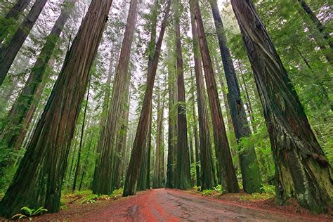3 Ways To Explore California Redwoods Visit California