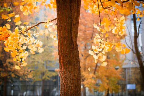 Autumn Sheet Season Free Photo On Pixabay Pixabay