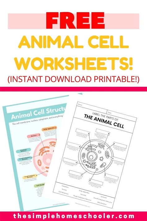 Best Free Animal Cell Worksheets With Answers And Easy Print The