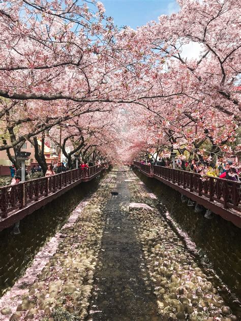 Welcome To Jinhae Home Of Cherry Blossom Koreabyme