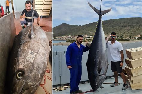 Mammoth 10ft Tuna Weighing A Third Of A Ton Is ‘biggest Ever Caught In