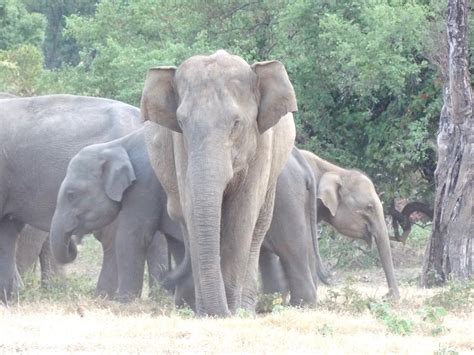 Elephants And Bees › Working To Protect Vulnerable Populations Of Both Elephants And Bees